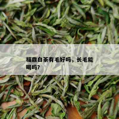 福鼎白茶有毛好吗，长毛能喝吗？