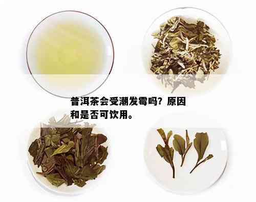 普洱茶会受潮发霉吗？原因和是否可饮用。