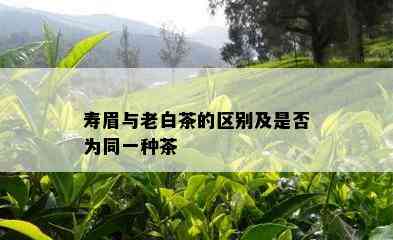 寿眉与老白茶的区别及是否为同一种茶