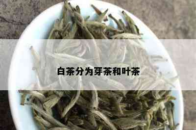 白茶分为芽茶和叶茶