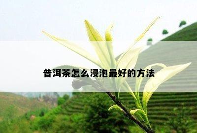 普洱茶怎么浸泡更好的方法