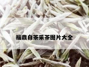 福鼎白茶采茶图片大全