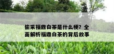 偷采福鼎白茶是什么梗？全面解析福鼎白茶的背后故事