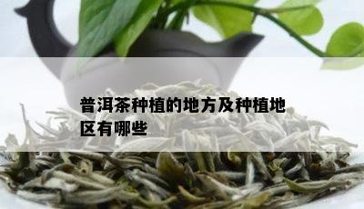 普洱茶种植的地方及种植地区有哪些