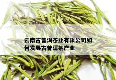 云南古普洱茶业有限公司如何发展古普洱茶产业