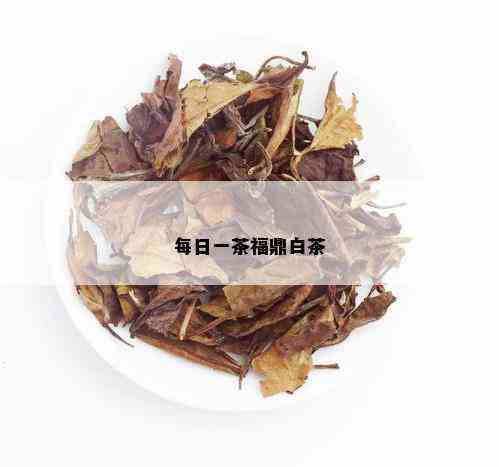 每日一茶福鼎白茶