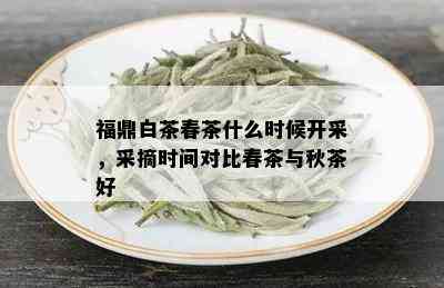 福鼎白茶春茶什么时候开采，采摘时间对比春茶与秋茶好