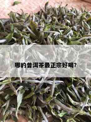 哪的普洱茶最正宗好喝？