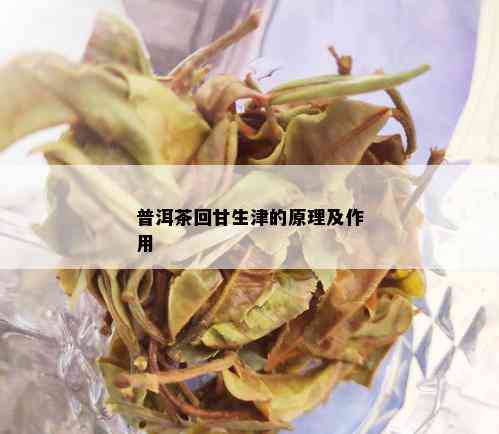 普洱茶回甘生津的原理及作用