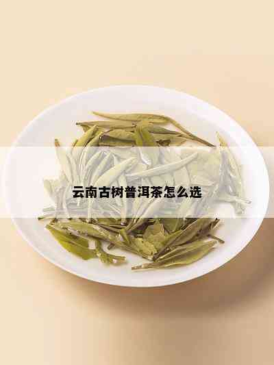 云南古树普洱茶怎么选