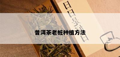 普洱茶老桩种植方法