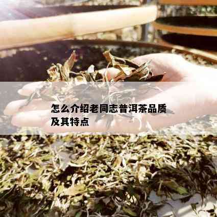 怎么介绍老同志普洱茶品质及其特点