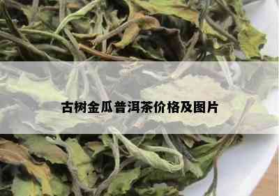 古树金瓜普洱茶价格及图片