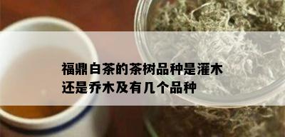 福鼎白茶的茶树品种是灌木还是乔木及有几个品种