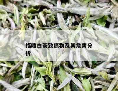 福鼎白茶致癌物及其危害分析