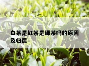 白茶是红茶是绿茶吗的原因及归属