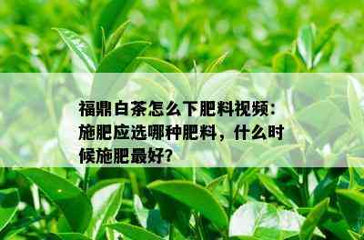 福鼎白茶怎么下肥料视频：施肥应选哪种肥料，什么时候施肥更好？