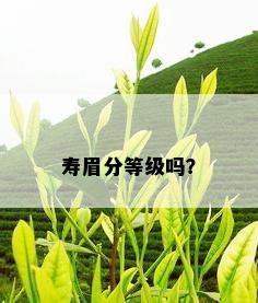 寿眉分等级吗？