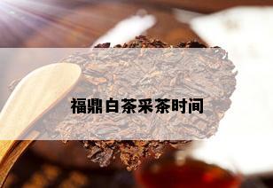 福鼎白茶采茶时间