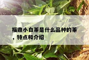 福鼎小白茶是什么品种的茶，特点和介绍