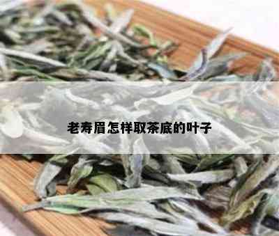 老寿眉怎样取茶底的叶子