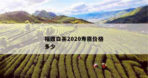 福鼎白茶2020寿眉价格多少