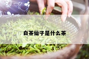 白茶仙子是什么茶