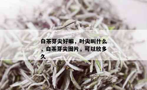 白茶芽尖好嘛，叶尖叫什么，白茶芽尖图片，可以放多久