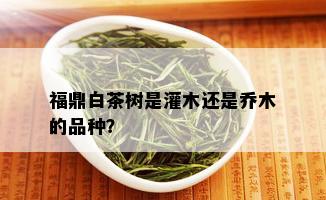 福鼎白茶树是灌木还是乔木的品种？