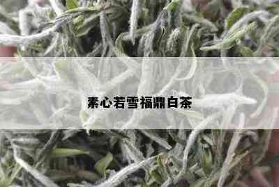 素心若雪福鼎白茶