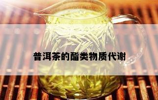 普洱茶的酯类物质代谢