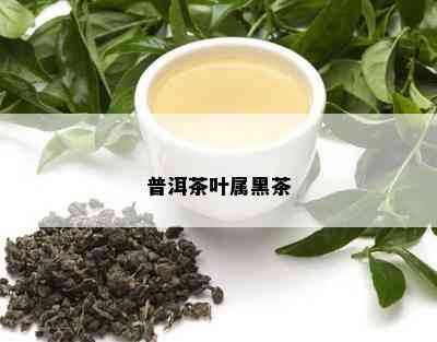 普洱茶叶属黑茶