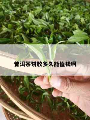 普洱茶饼放多久能值钱啊