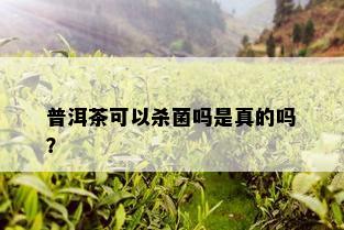 普洱茶可以杀菌吗是真的吗？