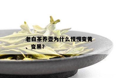 老白茶养壶为什么慢慢变黄、变黑？