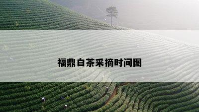 福鼎白茶采摘时间图