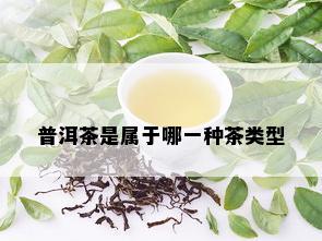 普洱茶是属于哪一种茶类型