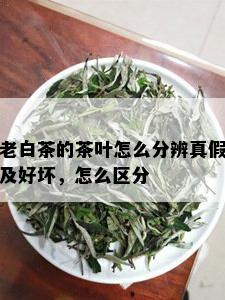 老白茶的茶叶怎么分辨真假及好坏，怎么区分