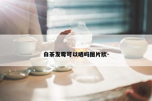 白茶发霉可以晒吗图片欣-