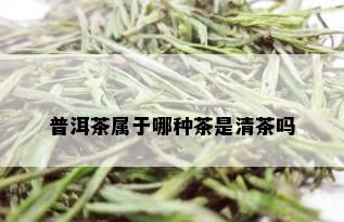 普洱茶属于哪种茶是清茶吗