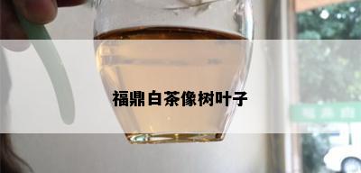 福鼎白茶像树叶子