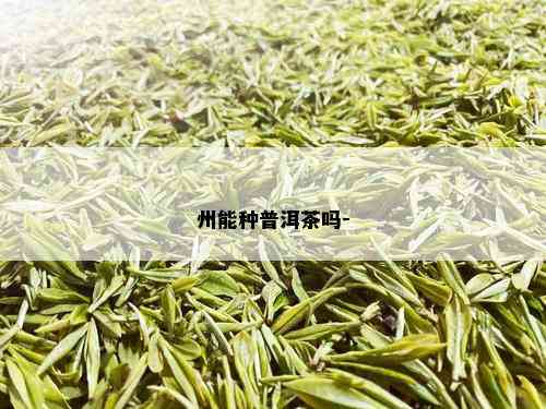 州能种普洱茶吗-