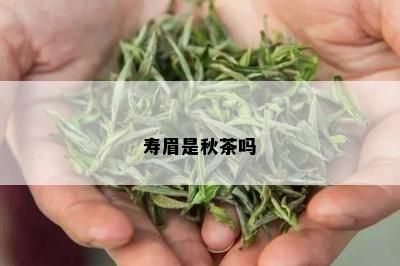 寿眉是秋茶吗