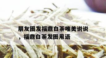 朋友圈发福鼎白茶唯美说说，福鼎白茶发圈用语