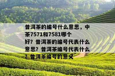 普洱茶的编号什么意思，中茶7571和7581哪个好？普洱茶的编号代表什么意思？普洱茶编号代表什么？普洱茶编号的意义