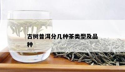 古树普洱分几种茶类型及品种