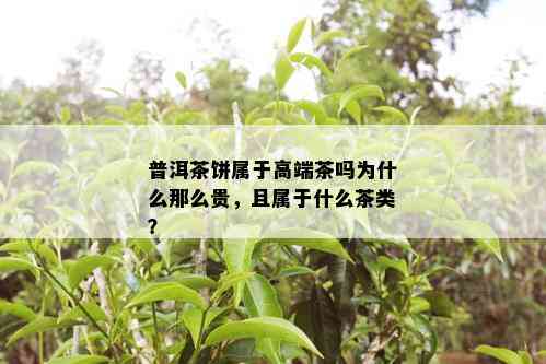 普洱茶饼属于高端茶吗为什么那么贵，且属于什么茶类？