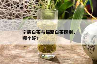 宁德白茶与福鼎白茶区别，哪个好？