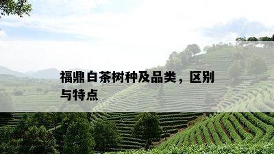 福鼎白茶树种及品类，区别与特点