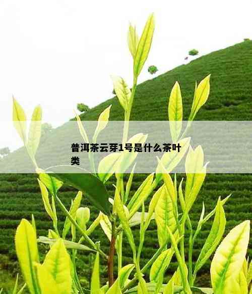 普洱茶云芽1号是什么茶叶类